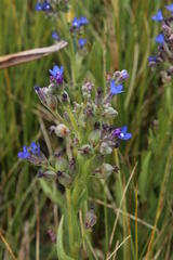 Anchusa capensis