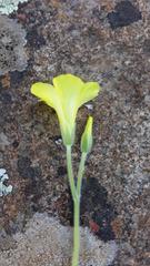 Oxalis lasiorrhiza