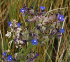Anchusa capensis