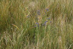 Anchusa capensis