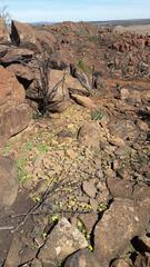 Oxalis lasiorrhiza