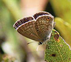 Euchrysops malathana