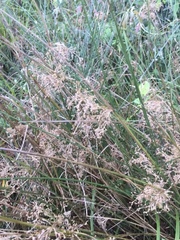 Juncus effusus — photo 2