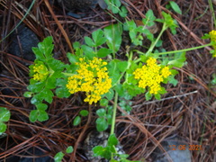Tauschia