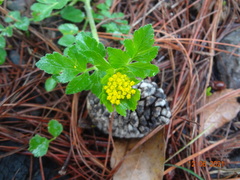 Tauschia