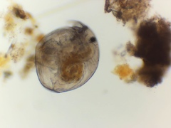 Chydorus sphaericus
