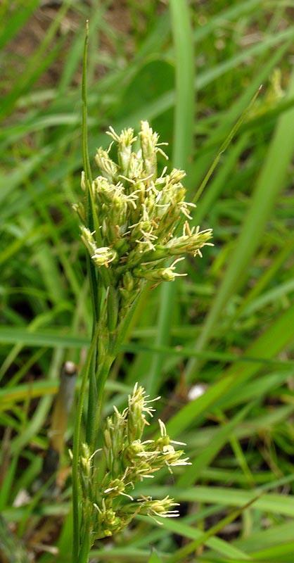 Carex kukkoneniana