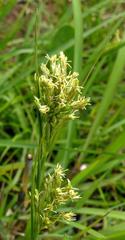Carex kukkoneniana image