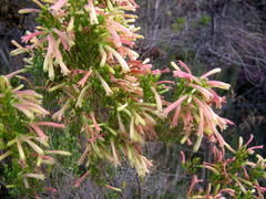 Erica curviflora curviflora