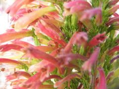 Erica curviflora curviflora