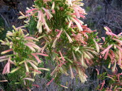 Erica curviflora curviflora