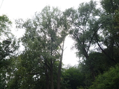 Populus nigra nigra