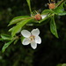 European Wild Apple - Photo (c) Bas Kers, some rights reserved (CC BY-NC-SA)