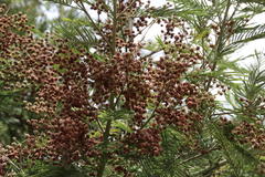 Dasineura rubiformis
