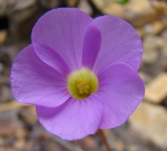 Oxalis commutata