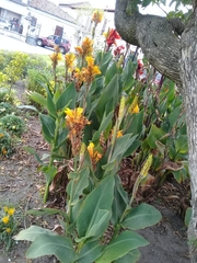 Canna × generalis