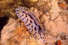 Halgerda dichromis