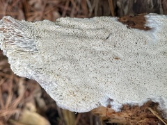 Wrightoporia austrosinensis