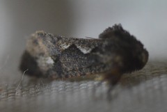 Acrolophus walsinghami