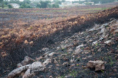 Cyrtanthus ventricosus