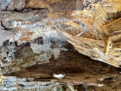 Wrightoporia austrosinensis