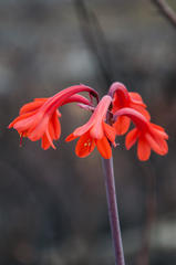 Cyrtanthus ventricosus