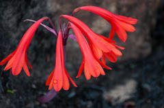 Cyrtanthus ventricosus