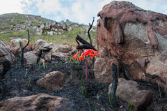 Cyrtanthus ventricosus