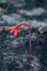 Cyrtanthus ventricosus