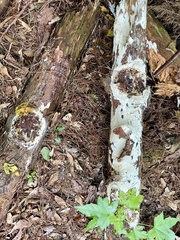 Wrightoporia austrosinensis
