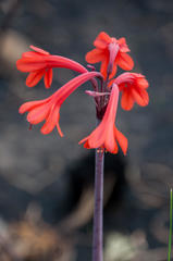 Cyrtanthus ventricosus