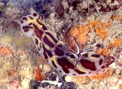 Halgerda wasinensis