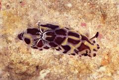 Halgerda wasinensis