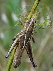 Paratylotropidia brunneri