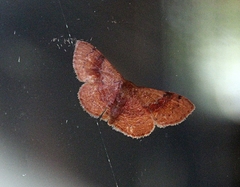 Leptostales ferruminaria