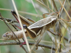 Paratylotropidia brunneri