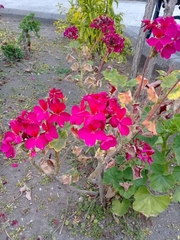 Pelargonium × hybridum