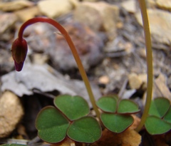 Oxalis commutata