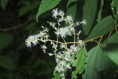 Miconia minutiflora