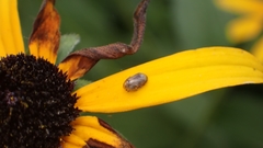 Clastoptera xanthocephala