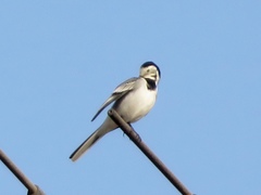 Motacilla alba