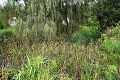 Salix babylonica babylonica
