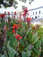 Canna × generalis
