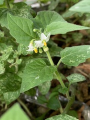 Solanum