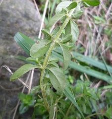 Thymus pulegioides pulegioides