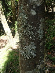 Pseudocyphellaria chloroleuca