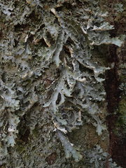 Pseudocyphellaria chloroleuca