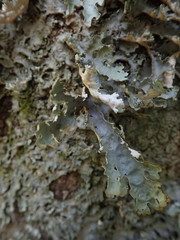 Pseudocyphellaria chloroleuca