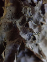 Pseudocyphellaria chloroleuca