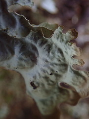 Pseudocyphellaria chloroleuca